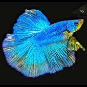 Bettas