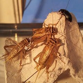 Live feeders