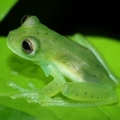 Glass Frogs