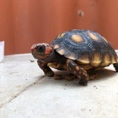 Turtles & Tortoise