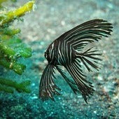 Other fish