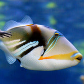 Triggerfish & Hogfish