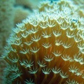 Soft Corals
