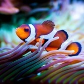 clownfish