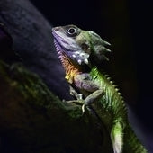 Reptiles