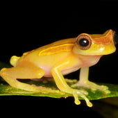 Tree Frogs & Glass Frogs