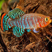 Killifish