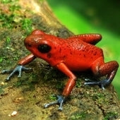 Oophaga & Ameeraga