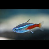 Tetras