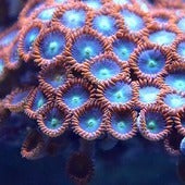Zoanthids & Mushrooms