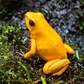 Phyllobates & Adelphobates