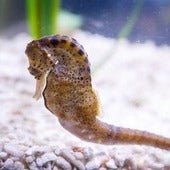 Pipefish & Seahorses
