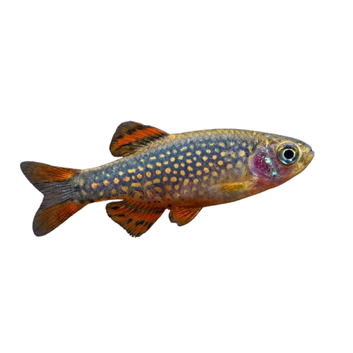 Celestial Pearl danio / Galaxy rasbora