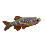 Celestial Pearl danio / Galaxy rasbora