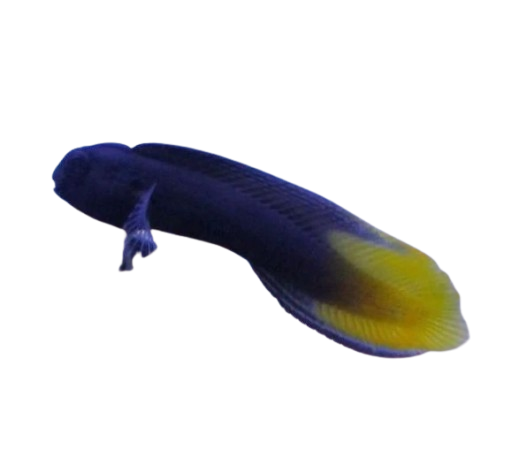 Flametail Blenny
