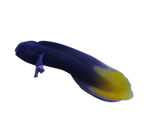 Flametail Blenny