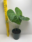 Anthurium pterodactyl