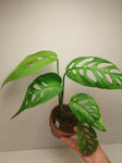 Monstera Esqueleto #1