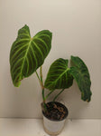Philodendron Splendid #3 XL