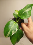 Philodendron White Wizard #2