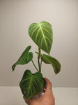 Philodendron Splendid #1