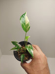 Epipremnum Pinnatum Variegata