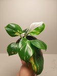 Philodendron White Wizard #3