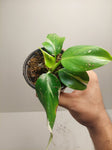 Philodendron White Wizard #4
