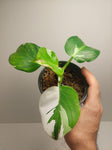 Philodendron White Wizard #5