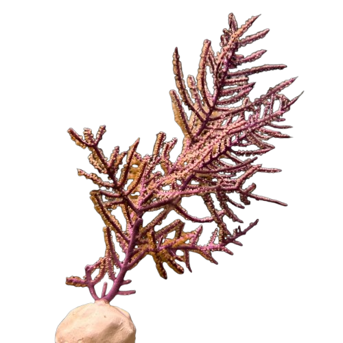 Purple Gorgonian
