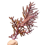 Purple Gorgonian