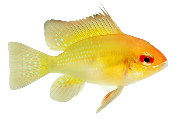 German Gold Ram