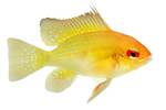 German Gold Ram