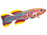 Fundulopanchax Gardneri Makurdi Pair M/F