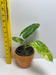 Philodendron Burle Marx variegata #2