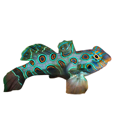 Spotted Green Mandarin Dragonet