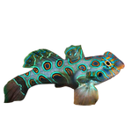 Spotted Green Mandarin Dragonet