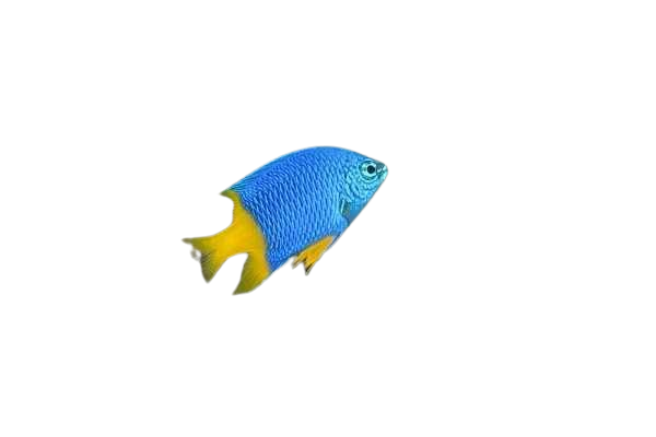 Yellowtail Damsel
