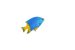 Yellowtail Damsel