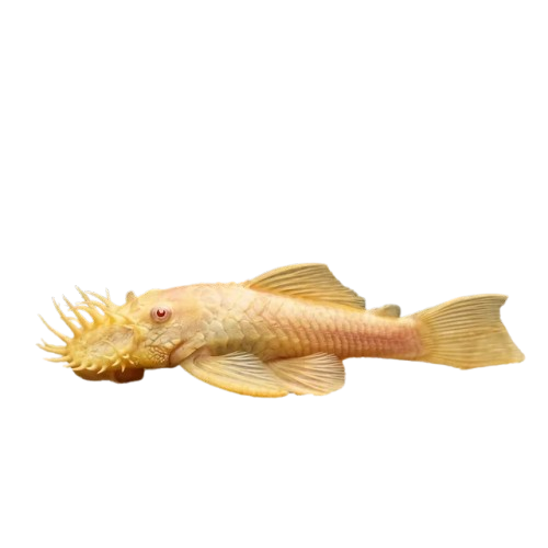 Albino Bristlenose pleco 2.5 inch