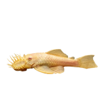 Albino Bristlenose pleco 2.5 inch