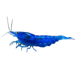 Blue Dream Neocaridina