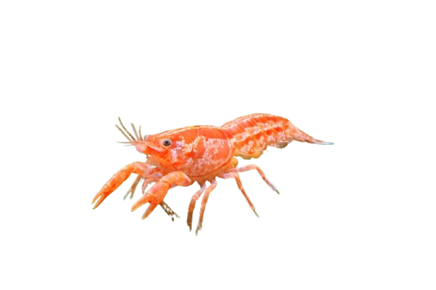 Mexican Dwarf Crayfish
