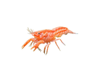 Mexican Dwarf Crayfish