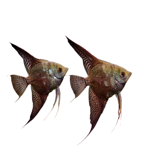 Smokey Angelfish (Large)