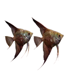 Smokey Angelfish (Large)
