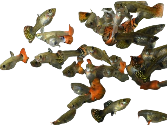 Assorted Guppies