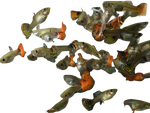 Assorted Guppies
