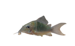 Emerald Green Corydoras