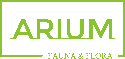 Arium